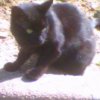 2007-07-30 Terre et bitume chaud_l.jpg